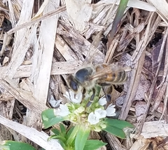 Apis mellifera
