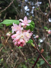 Ribes sanguineum glutinosum