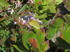 Colias alexandra