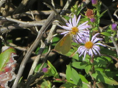 Colias alexandra