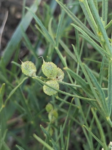 Image of Ladeania lanceolata by (c) Eric Watts, some rights reserved (CC BY)