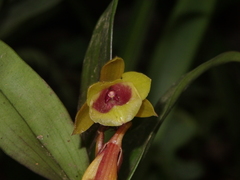 Epidendrum eximium