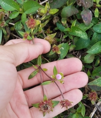 Richardia grandiflora