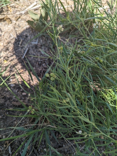 Image of Ladeania lanceolata by (c) Eric Watts, some rights reserved (CC BY)