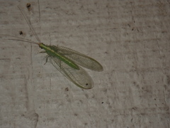 Chrysoperla