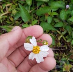 Bidens alba