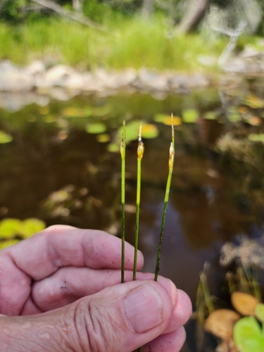 Swaying bulrush (Schoenoplectus subterminalis)