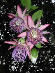 Passiflora ambigua