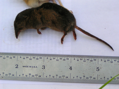 Sorex arcticus