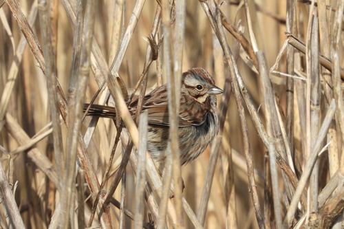 Song Sparrow photographed in Delaware
