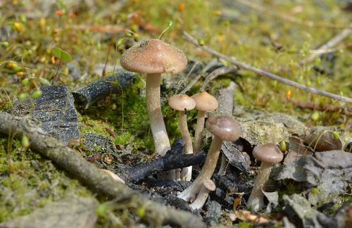 Hebeloma pseudoamarescens image