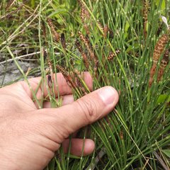 Equisetum bogotense