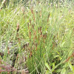 Equisetum bogotense