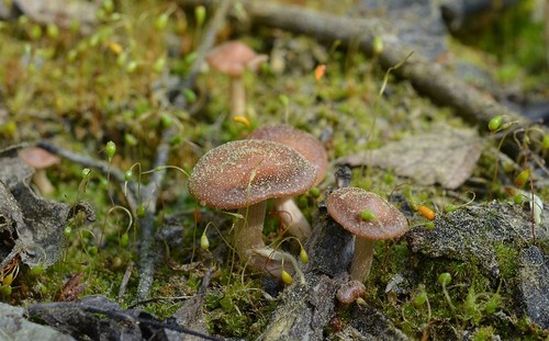 Hebeloma pseudoamarescens image