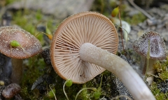 Hebeloma pseudoamarescens image