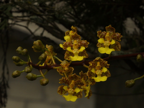 Image of Trichocentrum Cavendishianum (Trichocentrum cavendishianum) by (c) Victor De la Cruz, some rights reserved (CC BY)