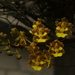 Trichocentrum pachyphyllum - Photo (c) Victor De la Cruz, algunos derechos reservados (CC BY)