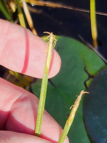 Image of Eleocharis robbinsii by (c) Norma Malinowski, some rights reserved (CC BY)
