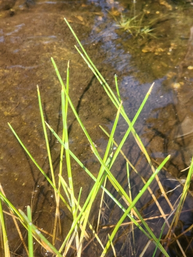 Image of Eleocharis robbinsii by (c) Norma Malinowski, some rights reserved (CC BY)