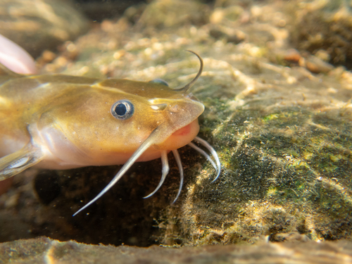 Margined madtom (Noturus insignis) — Ictaluridae