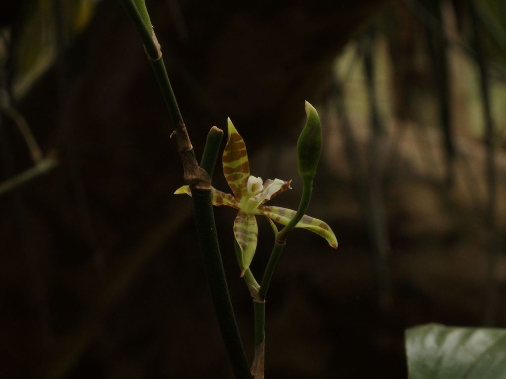 Oncidium stenoglossum