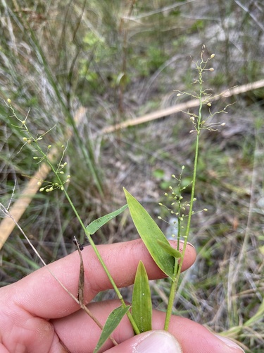 White-edged Witchgrass (Dichanthelium tenue)