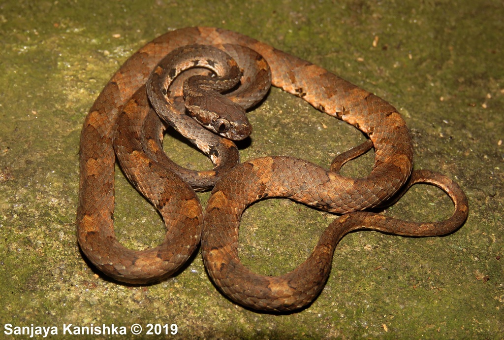 Barnes's Cat Snake