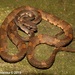 Barnes' Cat Snake - Photo (c) Sanjaya Kanishka, some rights reserved (CC BY-NC), uploaded by Sanjaya Kanishka
