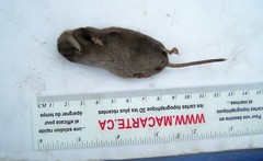 Sorex arcticus