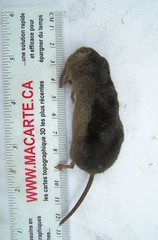 Sorex arcticus
