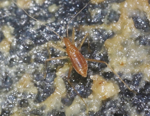 Cavaticovelia aaa observed 2023-07-23