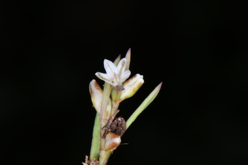 Image of Polygonum utahense by (c) Darrin Gobble, some rights reserved (CC BY)