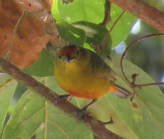 Euphonia imitans