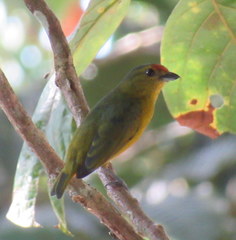 Euphonia imitans