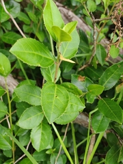 Rhamnus alaternus