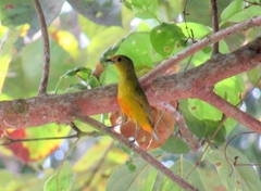 Euphonia imitans