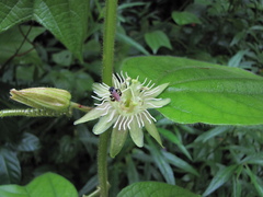 Passiflora costaricensis