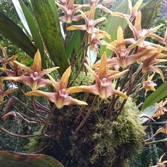Maxillaria striata