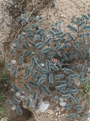Dalea mollissima