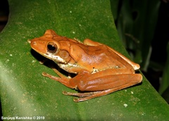 Polypedates cruciger