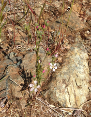 Hesperolinon congestum