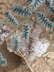 Dalea mollissima