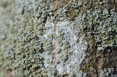 Ochrolechia arborea image