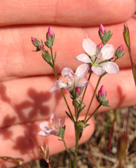 Hesperolinon congestum