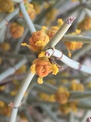 Ephedra nevadensis