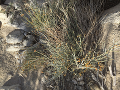 Ephedra nevadensis