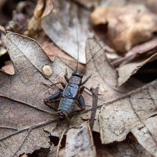 Svrček dúbravový (Nemobius sylvestris)