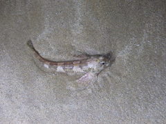 Lepidoblennius haplodactylus