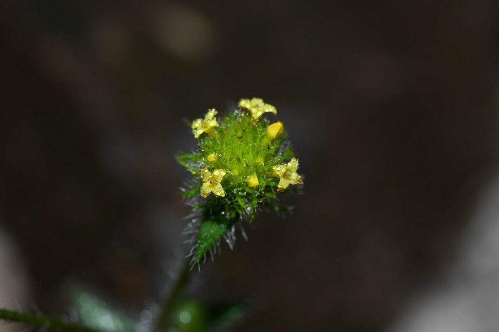 Perama hirsuta