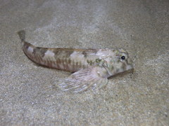 Lepidoblennius haplodactylus